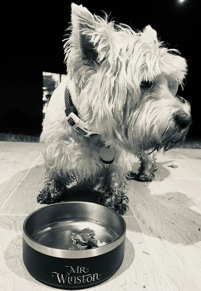 Stainless steel insulated pet bowl engraved